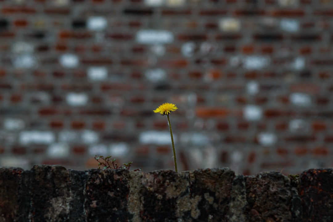 Photo by Céline Geeurickx A single yellow flower standing tall, symbolizing what does resilience mean in the face of adversity